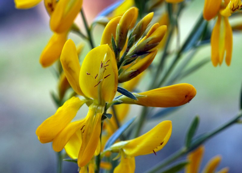 Дрок (Genista)
