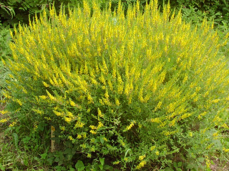 Дрок красильный (Genista tinctoria)