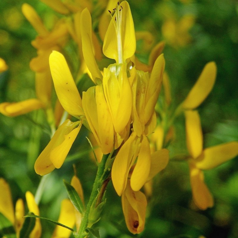Дрок английский Genista Anglica