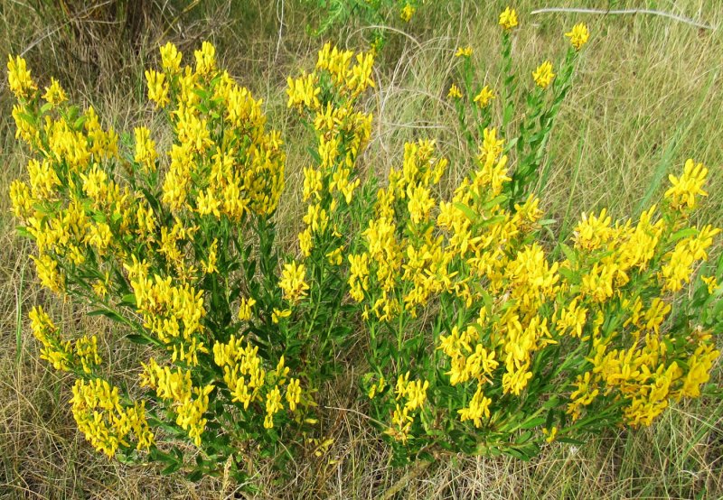 Дрок германский (Genista Germanica)