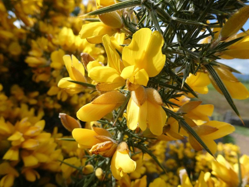 Дрок красильный (Genista tinctoria)