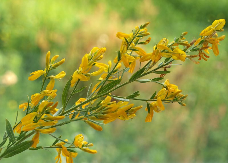 Genista pilosa