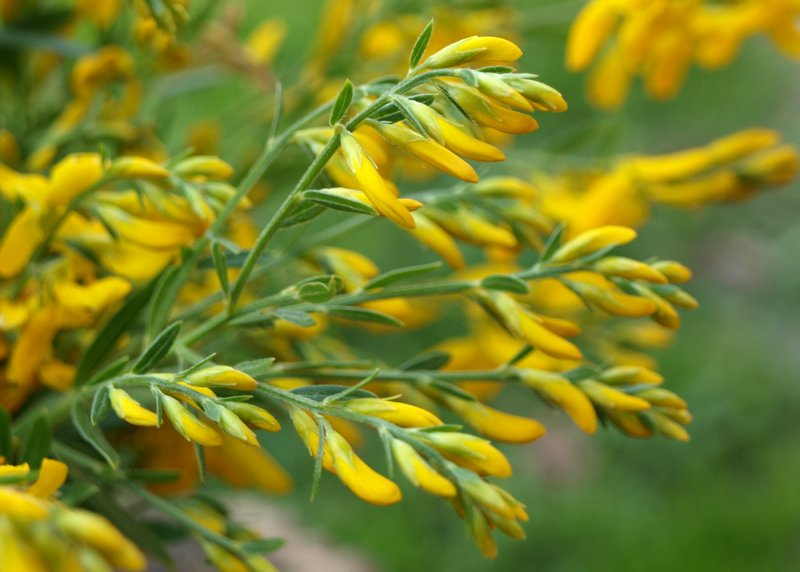 Cytisus praecox