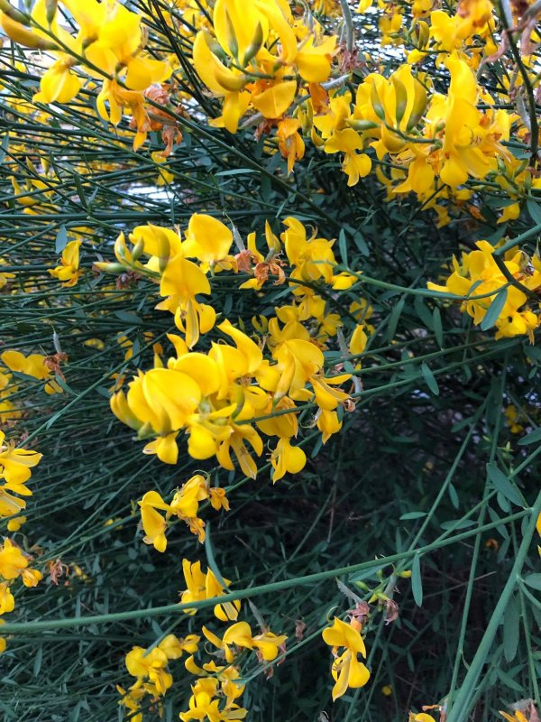 Дрок (Genista)