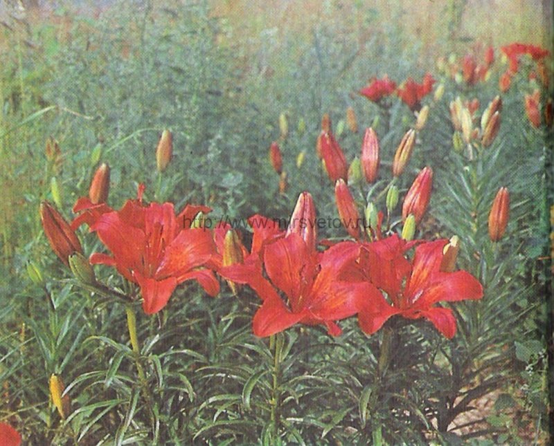 Сардана Даурская Лилия