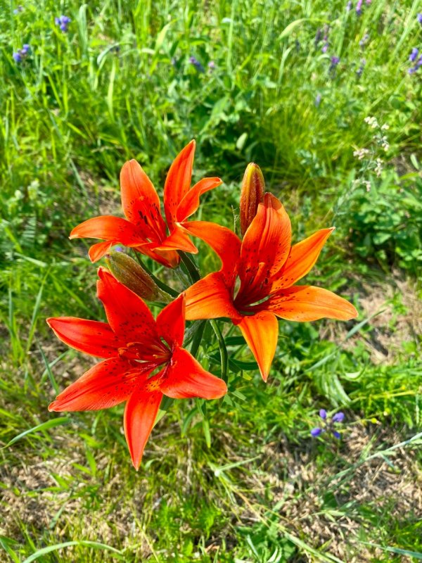 Лилия пенсильванская – Lilium pensylvanicum