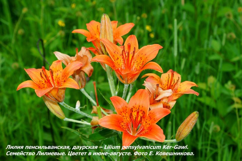 Лилия Даурская красная книга