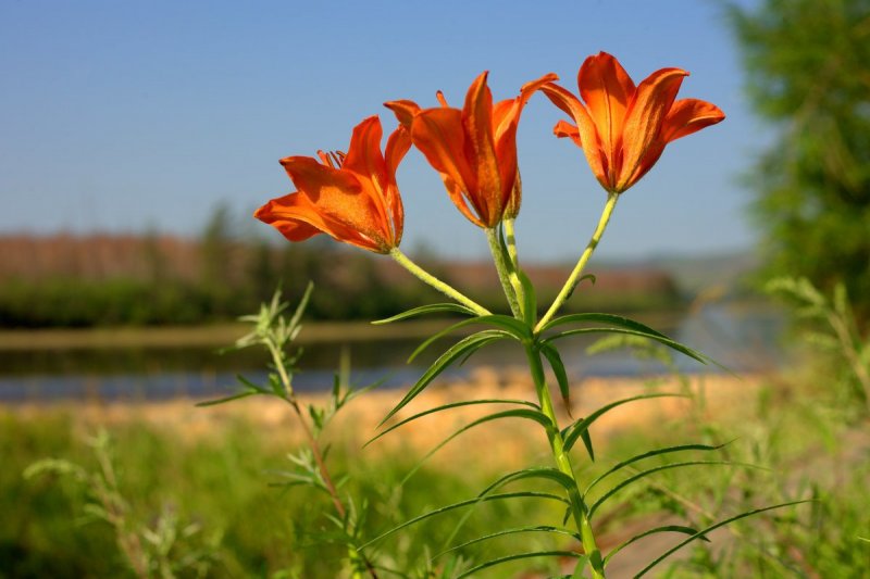 Лилия Даурская