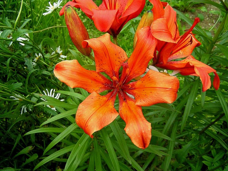 Лилия пенсильванская Даурская Lilium pensylvanicum