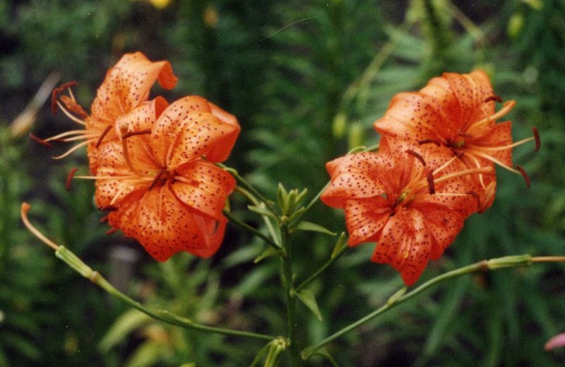 Лилия саранка Lilium martagon