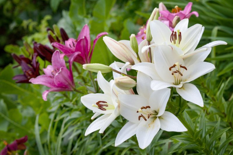 Лилия карликовая (Lilium pumilum)