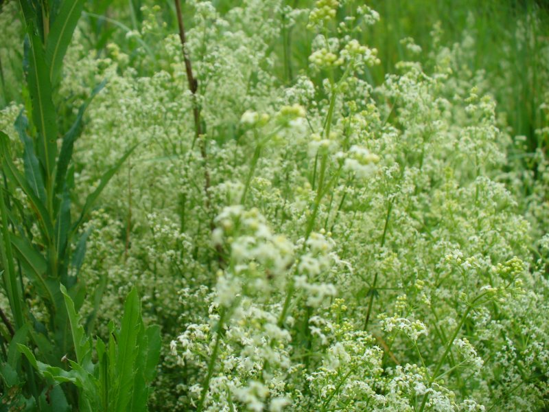 Подмаренник мягкий Galium mollugo