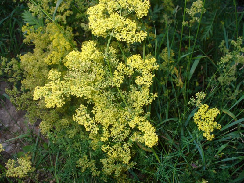Подмаренник мягкий Galium mollugo
