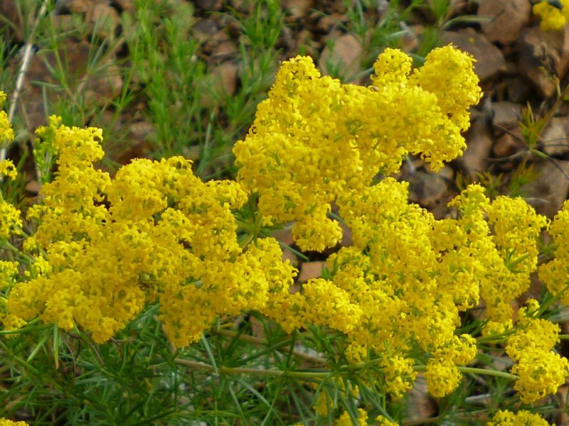 Подмаренник, Galium Boreale
