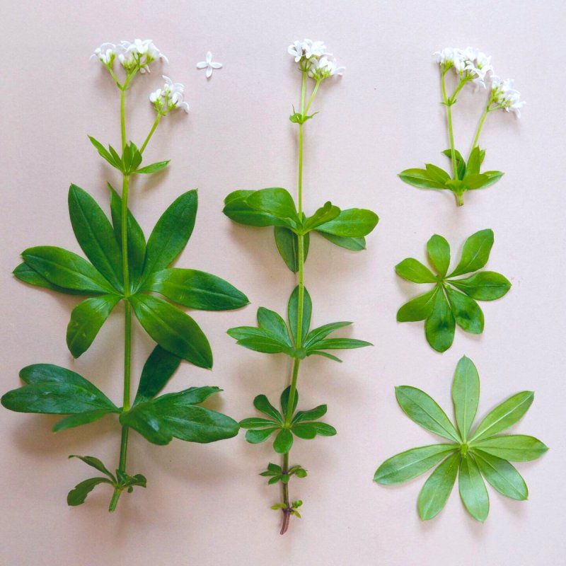 Galium mollugo