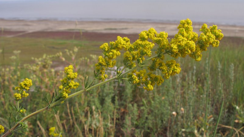 Подмаренник Лесной