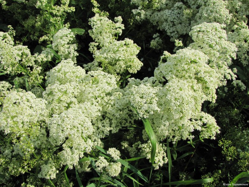 Подмаренник болотный (Galium palustre)