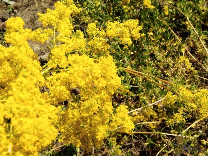 Подмаренник мягкий Galium mollugo