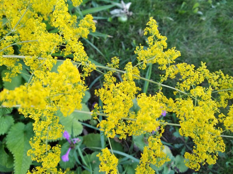 Подмаренник болотный (Galium palustre)