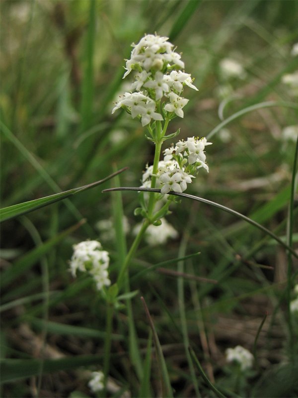 Подмаренник, Galium Boreale