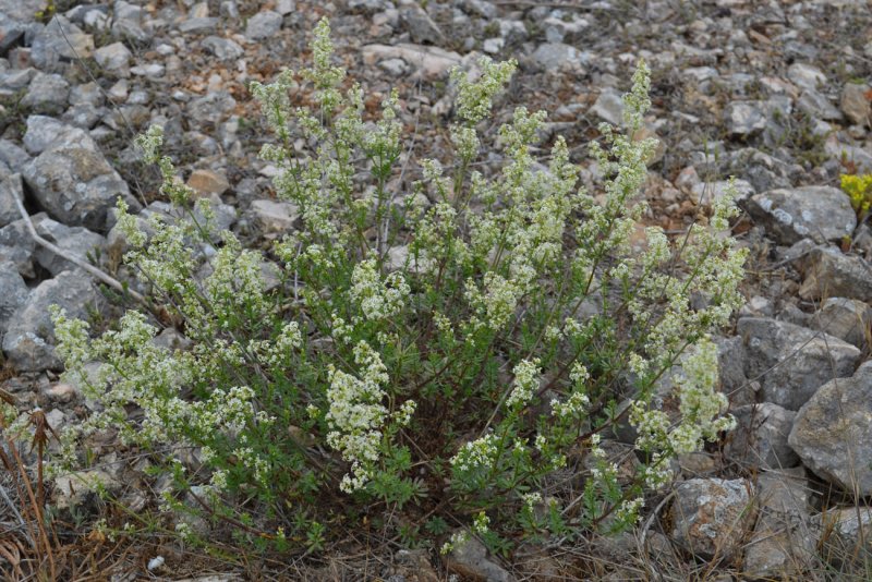 Подмаренник желтый - Galium Verum