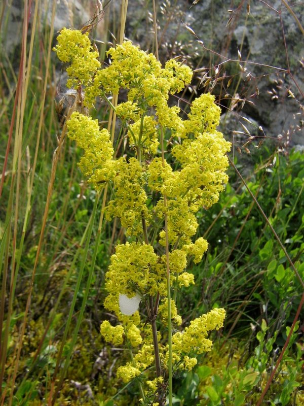 Galium verrucosum