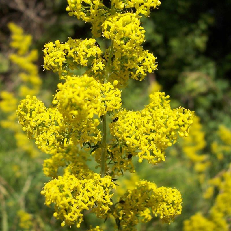 Galium physocarpum