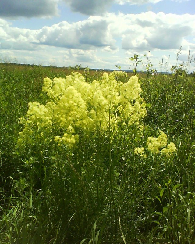 Подмаренник Шультеса
