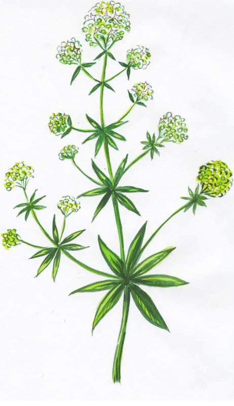 Подмаренник Galium odoratum