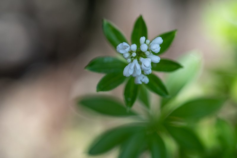 Galium mollugo