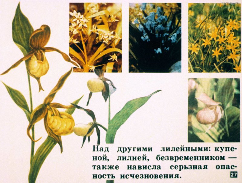 Орхидные Однодольные растения