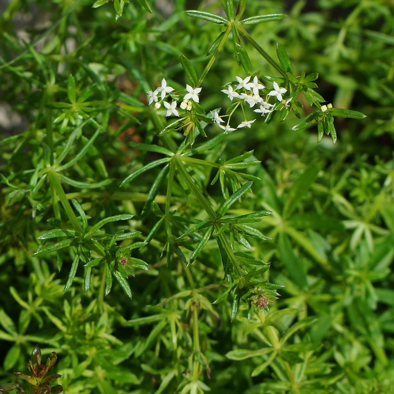 Galium rubioides подмаренник мареновидный