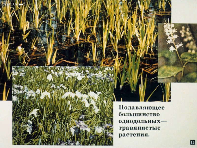 Однодольные травянистые растения