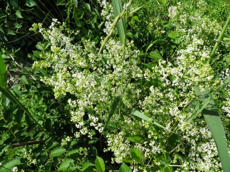Подмаренник Степной