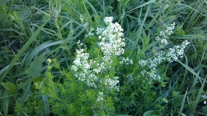 Подмаренник болотный (Galium palustre)