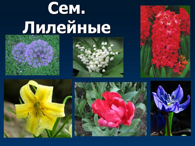 Злаки стебель Соломина