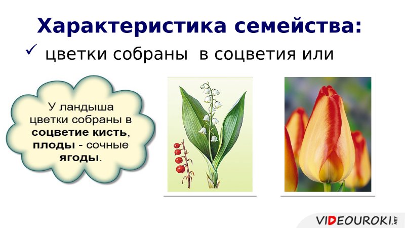 Класс Однодольные семейства злаковые и Лилейные