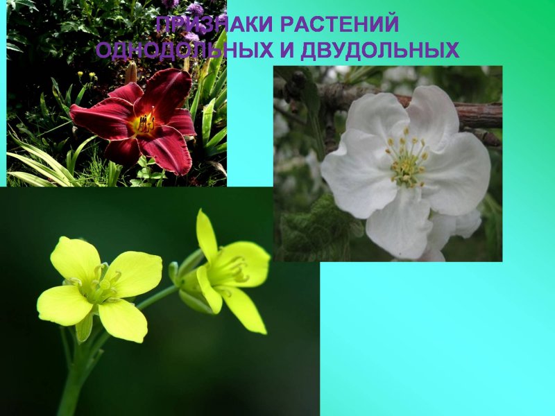 Лилиеподобные цветы