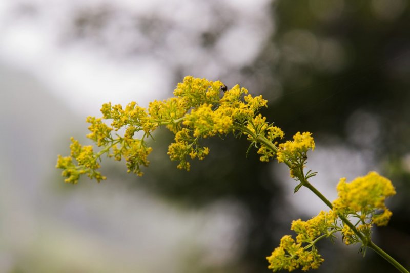 Подмаренник настоящий Galium Verum