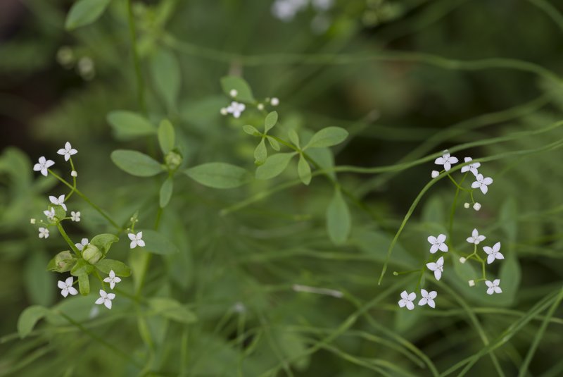 Подмаренник мягкий Galium mollugo