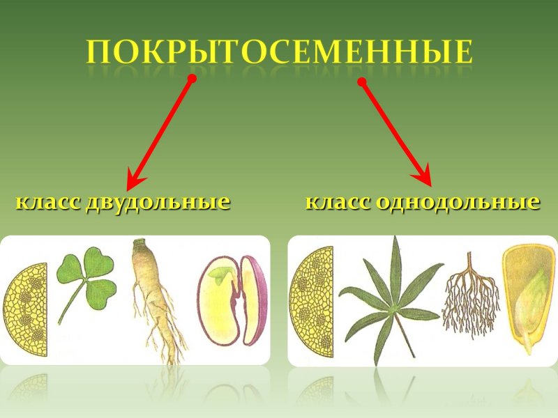 Нарцисс обыкновенный