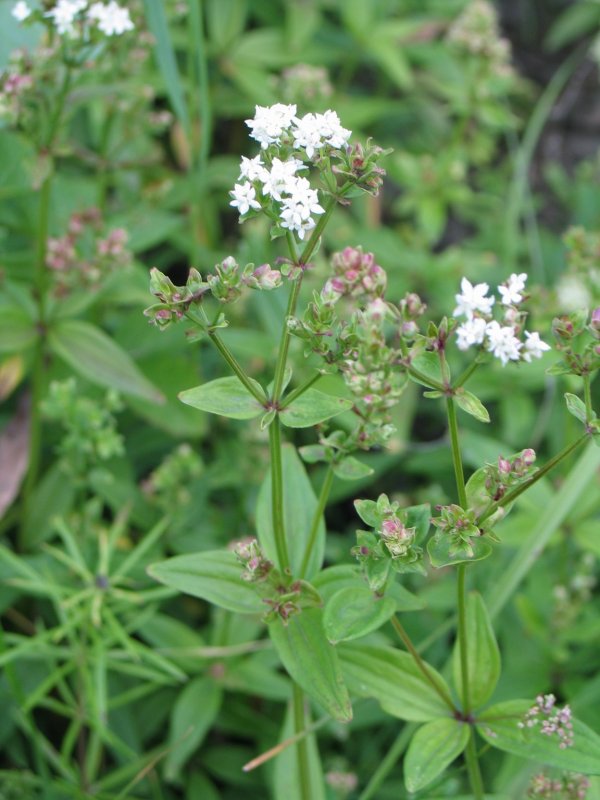 Подмаренник Galium Verum