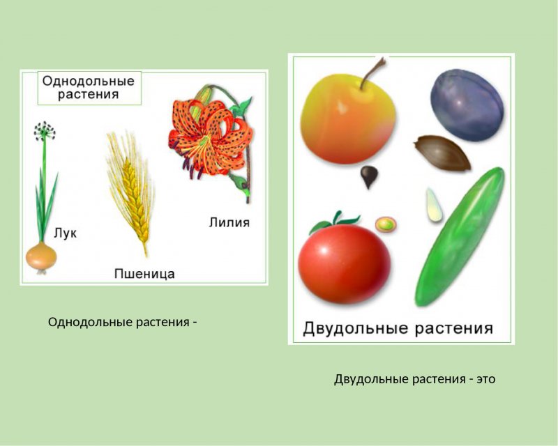 Строение семени цветковых растений