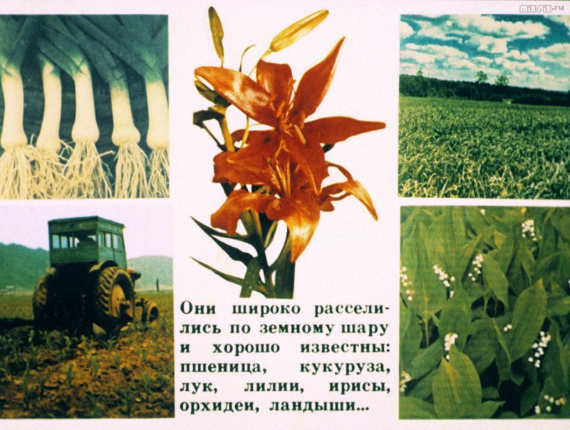 Лилейные однолетние