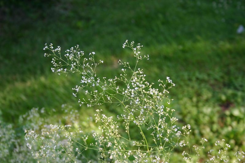 Подмаренник болотный (Galium palustre)