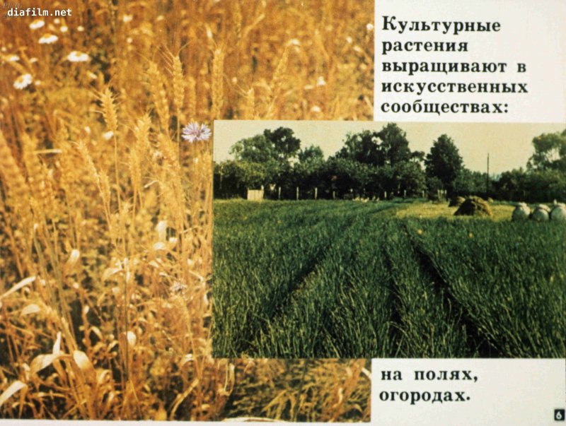 Картинка цветка тюльпана Лилейные