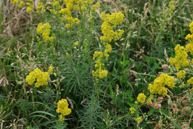 Подмаренник настоящий Galium Verum