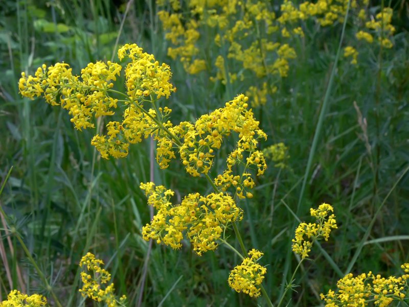Galium Verum цветок
