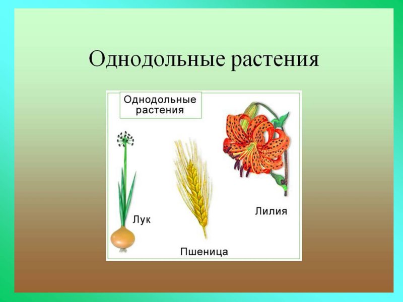 Однодольные растения фото