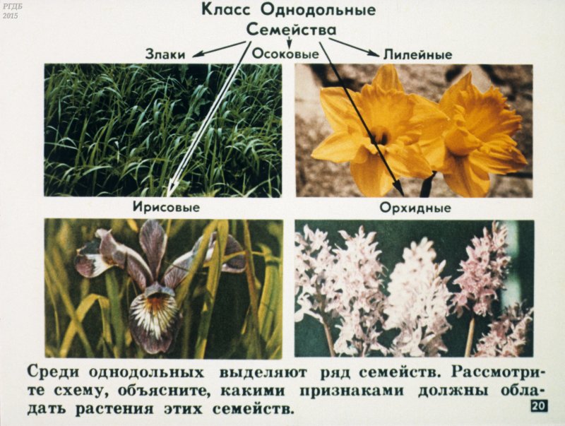 Однодольные культурные растения